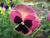 Pansy